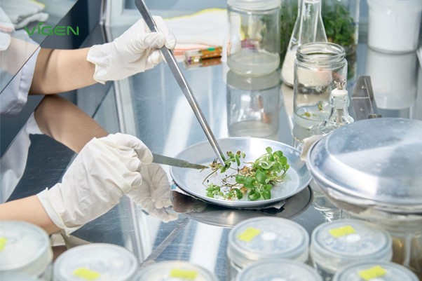 Cây giống ViGen - Khát vọng nâng tầm giá trị nông sản Việt bằng công nghệ sinh học 4.0- Ảnh 3. Cây giống ViGen - Khát vọng nâng tầm giá trị nông sản Việt bằng công nghệ sinh học 4.0- Ảnh 3.