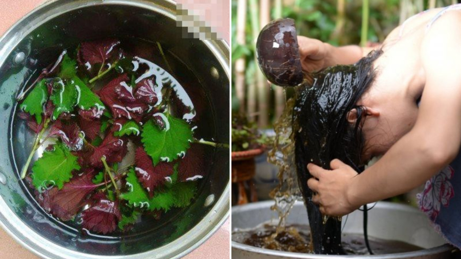 Rụng tóc nhiều, tham khảo một loại lá sẵn có là bí quyết kích thích mọc tóc con- Ảnh 3.