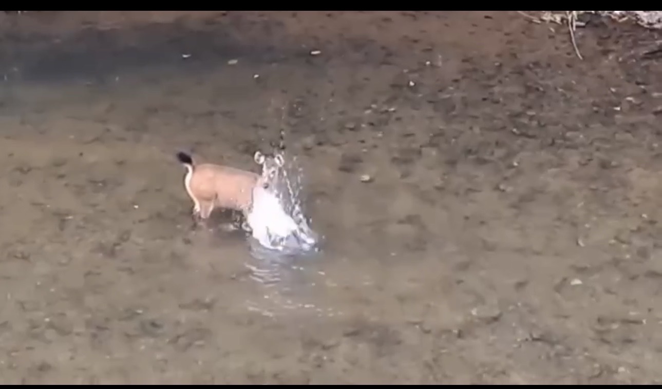 Khoảnh khắc hiếm: Nai rừng vỗ nước giữa suối ở Pù Mát- Ảnh 1.