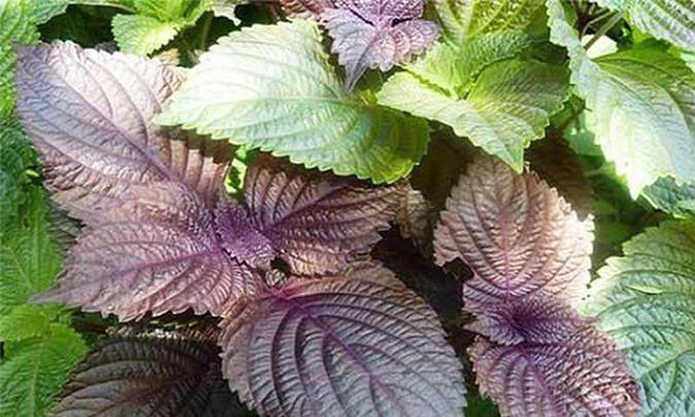 Rụng tóc nhiều, tham khảo một loại lá sẵn có là bí quyết kích thích mọc tóc con- Ảnh 1.