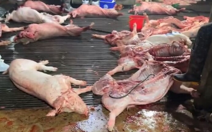 Nỗi lo thực phẩm bẩn vào trường học: Phụ huynh ‘quay cuồng’ tìm cách bảo vệ con- Ảnh 6. Thịt lợn bệnh vào bếp ăn trường học nguy hiểm thế nào?