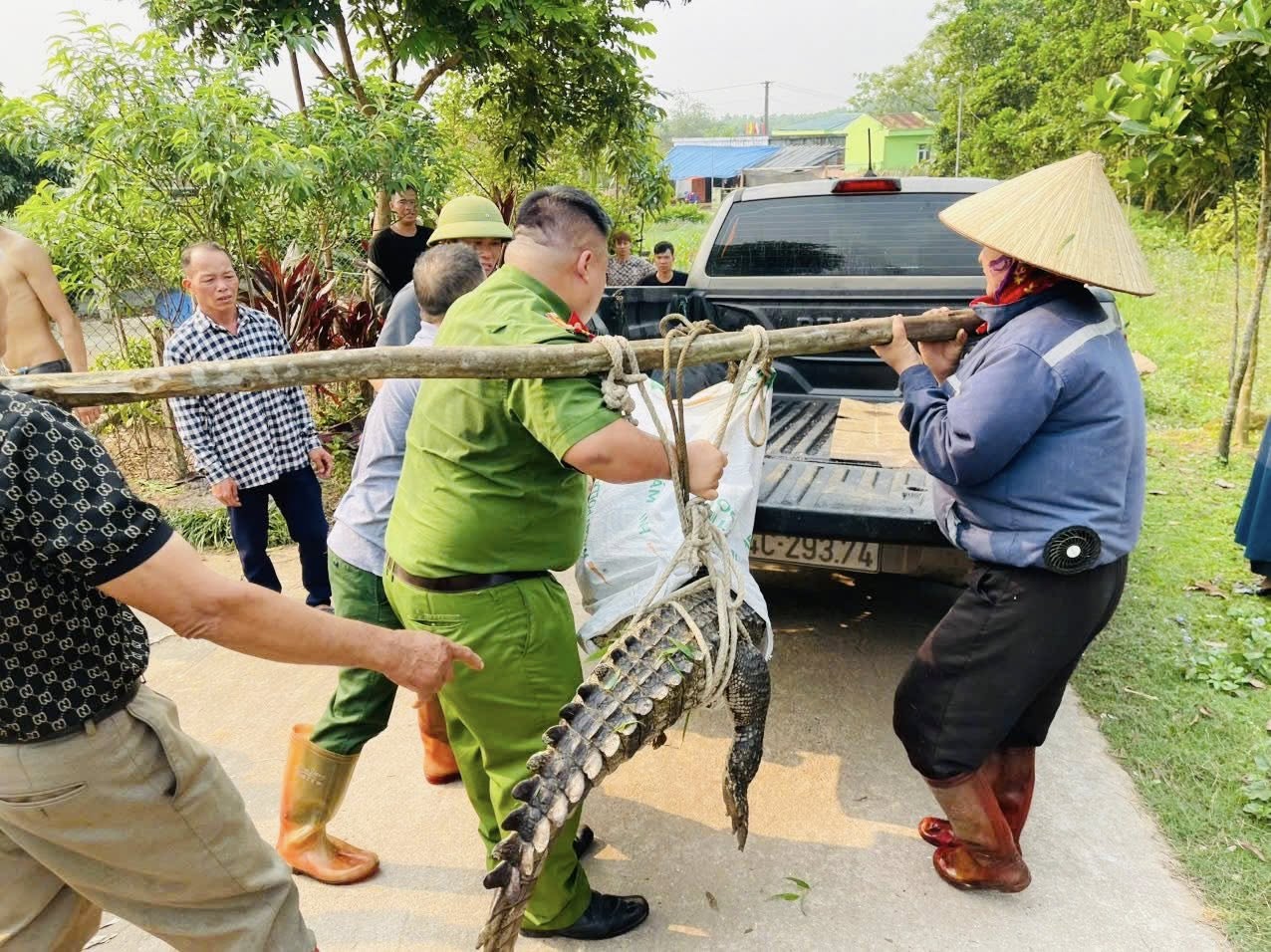 Nam thanh niên bất ngờ phát hiện cá sấu nặng 50kg bị lạc dưới kênh mương nội đồng- Ảnh 2.