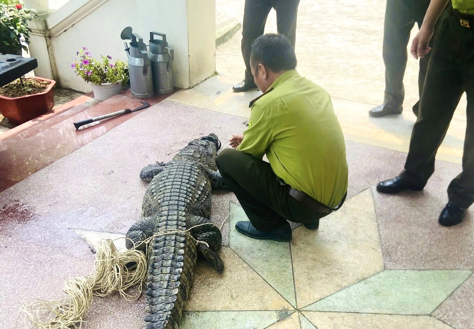 Nam thanh niên bất ngờ phát hiện cá sấu nặng 50kg bị lạc dưới kênh mương nội đồng- Ảnh 1.