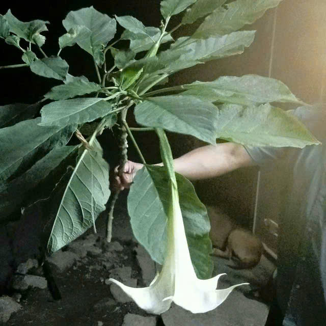 Suýt mất mạng vì ăn nhầm lá rừng: Câu chuyện cảnh báo cho những tín đồ ẩm thực- Ảnh 1. Suýt mất mạng vì ăn nhầm lá rừng: Câu chuyện cảnh báo cho những tín đồ ẩm thực- Ảnh 1.