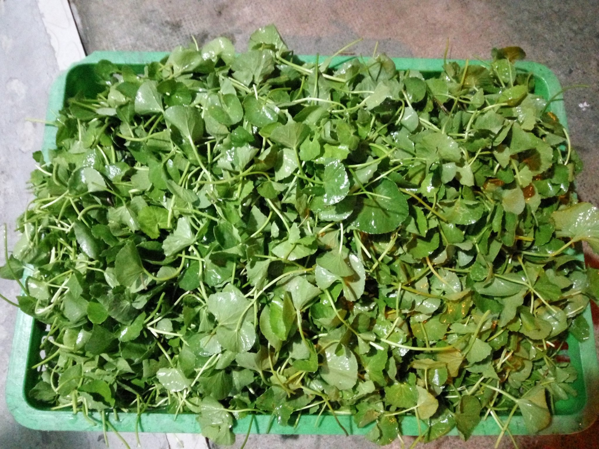 Một loại rau mọc dại, rất nhiều trong mùa hè, có tác dụng làm đẹp không ngờ- Ảnh 1. Một loại rau mọc dại, rất nhiều trong mùa hè, có tác dụng làm đẹp không ngờ- Ảnh 1.