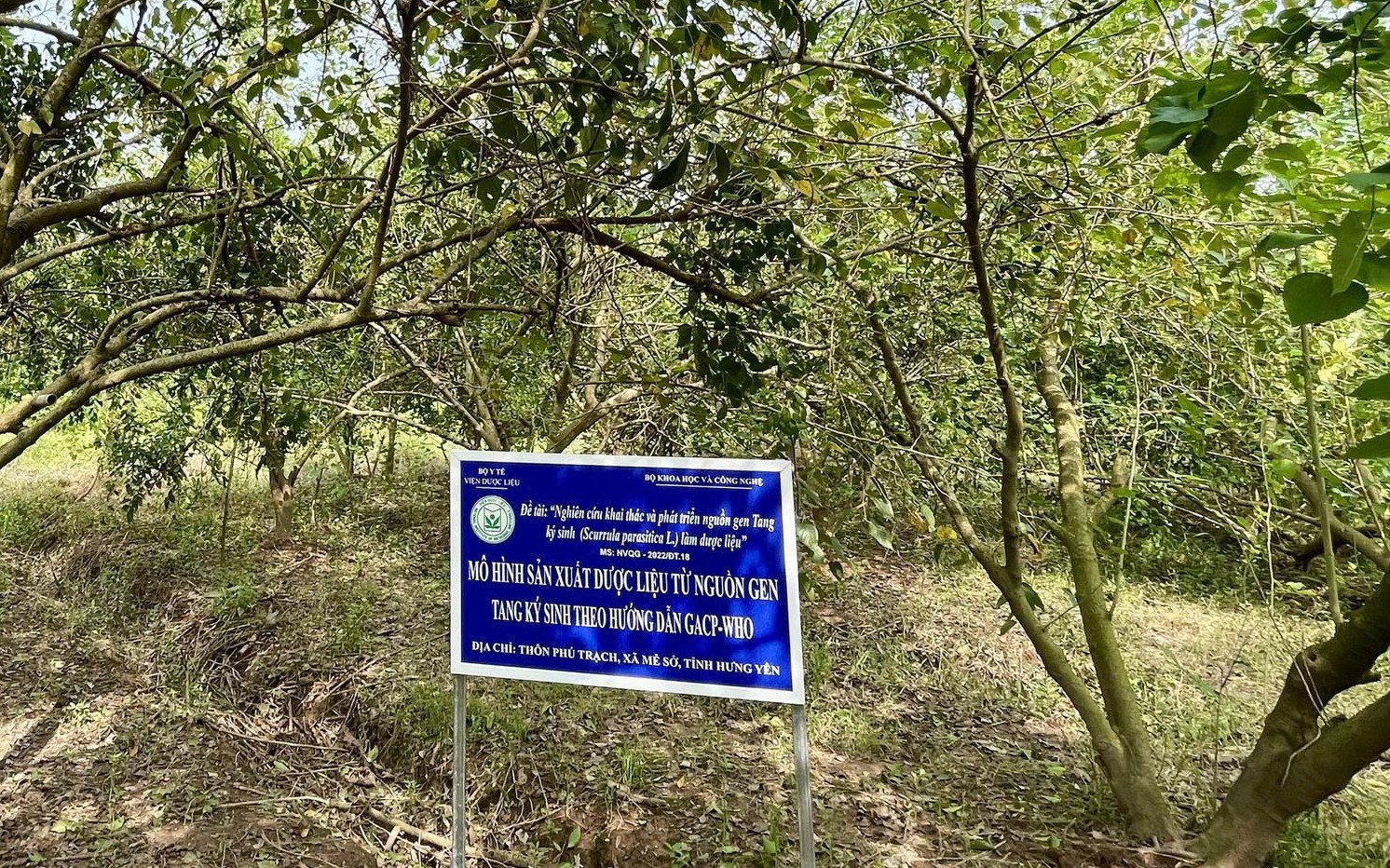 Dược liệu Việt Nam: Lợi thế vàng và cơ hội bứt phá trong kỷ nguyên công nghệ