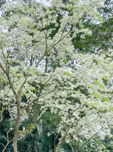 Sống chậm trong không gian xanh ở Vườn thực vật Hà Nội- Ảnh 2. Sống chậm trong không gian xanh ở Vườn thực vật Hà Nội- Ảnh 2.