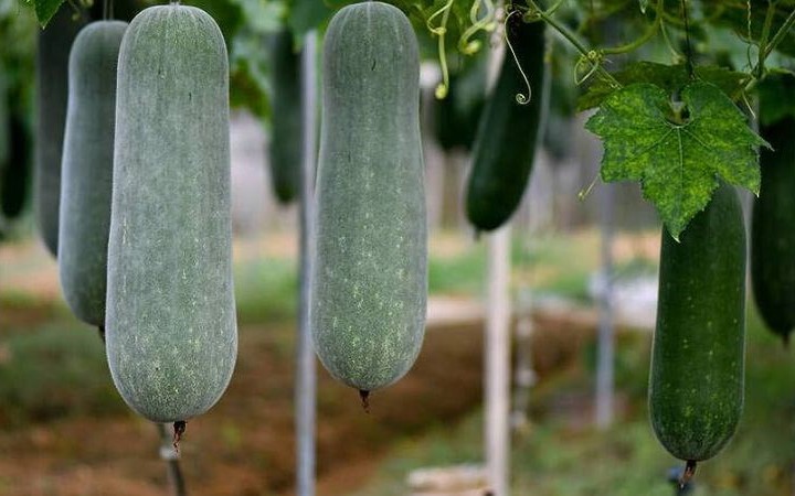 Bí xanh ngon, bổ dưỡng nhưng 4 nhóm người nên tránh