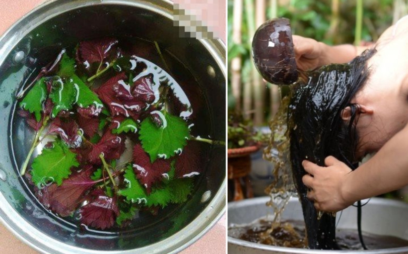 Mùa hè có nên gội đầu hàng ngày?- Ảnh 4. Dùng nước tía tô gội đầu mọc tóc con hiệu quả như thế nào?