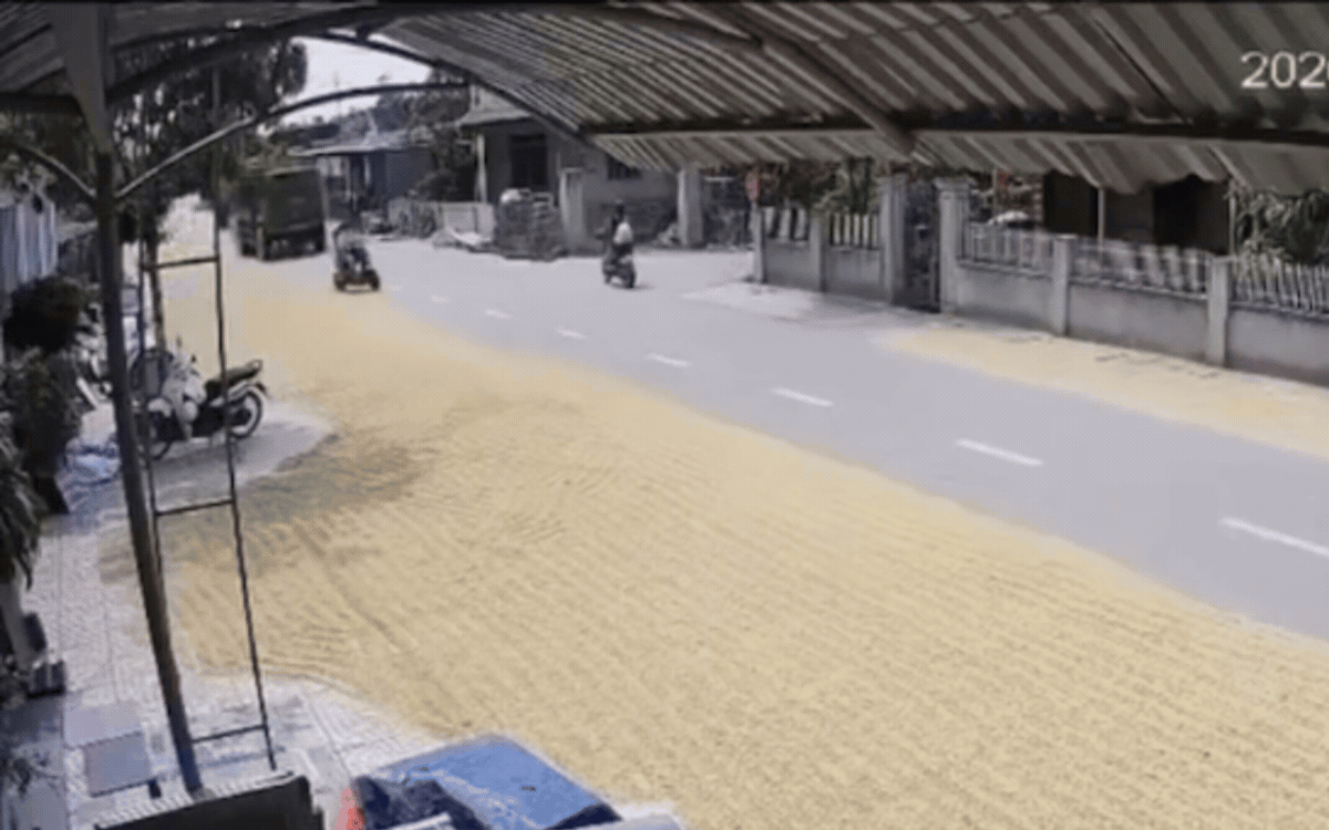 Sau vụ tai nạn 2 người chết: Cục CSGT cảnh báo hành vi phơi thóc lúa trên đường- Ảnh 2. Sau vụ tai nạn 2 người chết: Cục CSGT cảnh báo hành vi phơi thóc lúa trên đường- Ảnh 2.