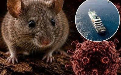 Hantavirus có nguy hiểm không? Đường lây truyền là gì? - Ảnh 2.