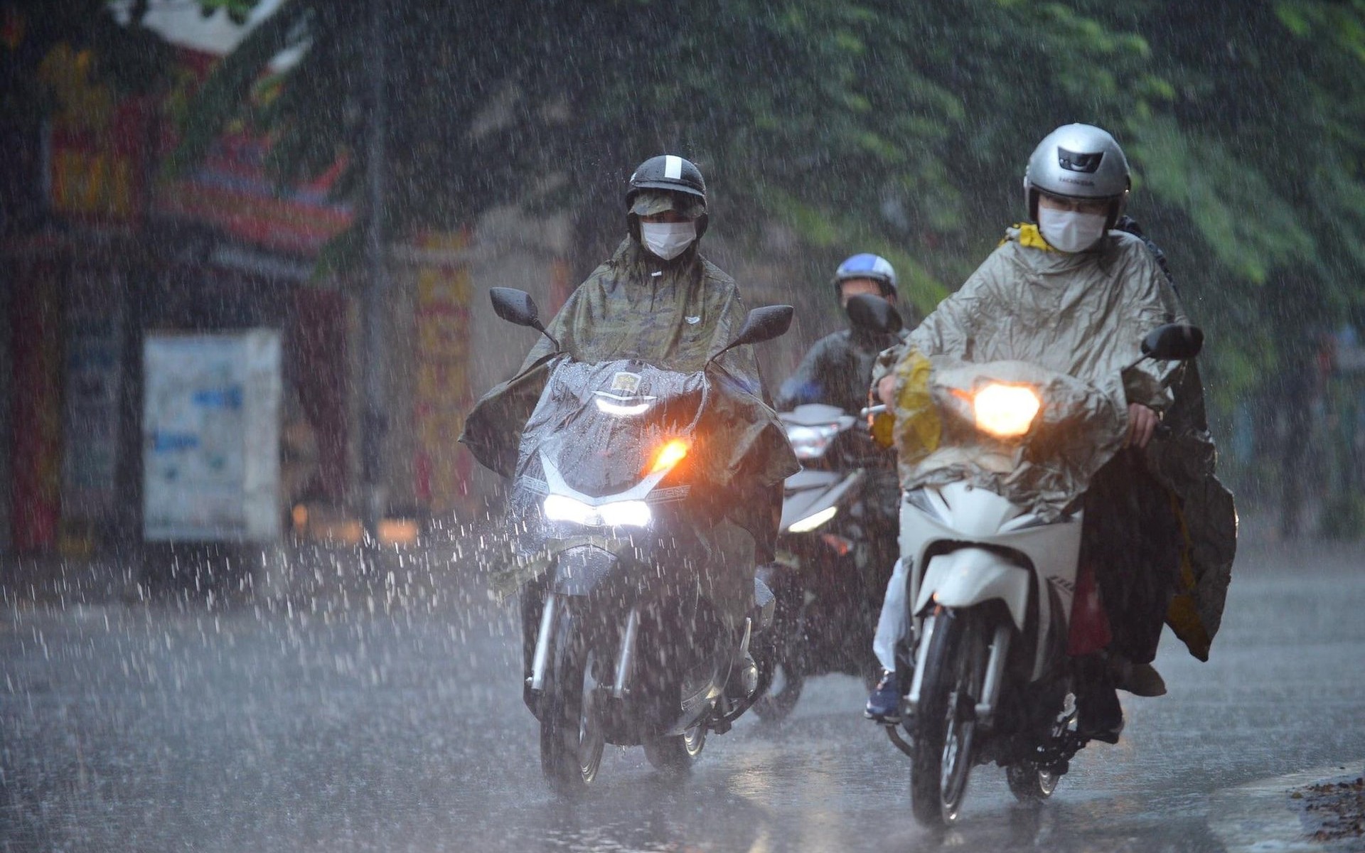 Đàn bò 14 con bị sét đánh chết trong rừng- Ảnh 2.