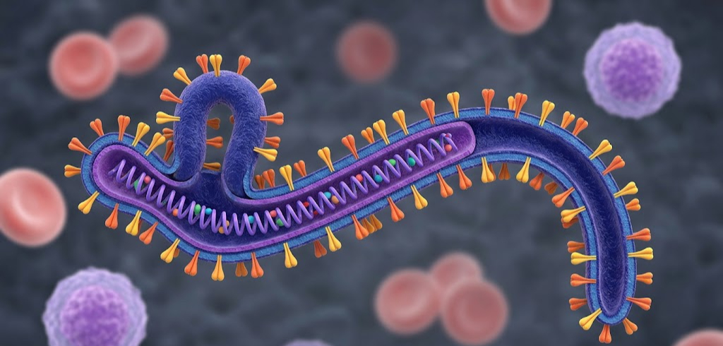 Ebola - tình trạng khẩn cấp mà WHO vừa công bố có lây qua quan hệ tình dục không?- Ảnh 2.