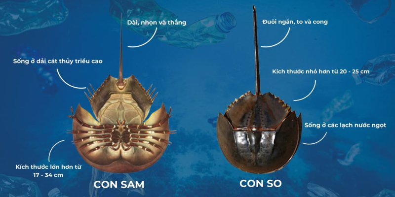 Ăn so biển, người đàn ông suýt mất mạng- Ảnh 2. Ăn so biển, người đàn ông suýt mất mạng- Ảnh 2.