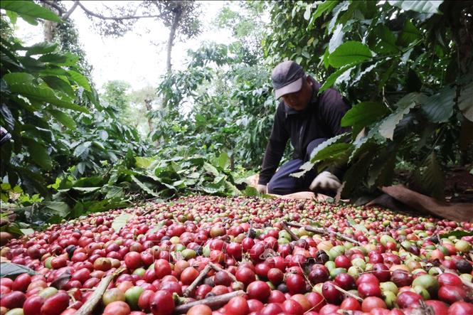 Giá cà phê và giá gạo đồng loạt tăng do lo ngại nguồn cung- Ảnh 1. Giá cà phê và giá gạo đồng loạt tăng do lo ngại nguồn cung- Ảnh 1.