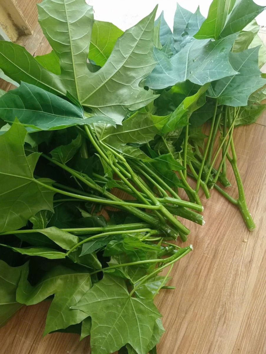 Cây rau mì chính ăn như thế nào?- Ảnh 1. Cây rau mì chính ăn như thế nào?- Ảnh 1.