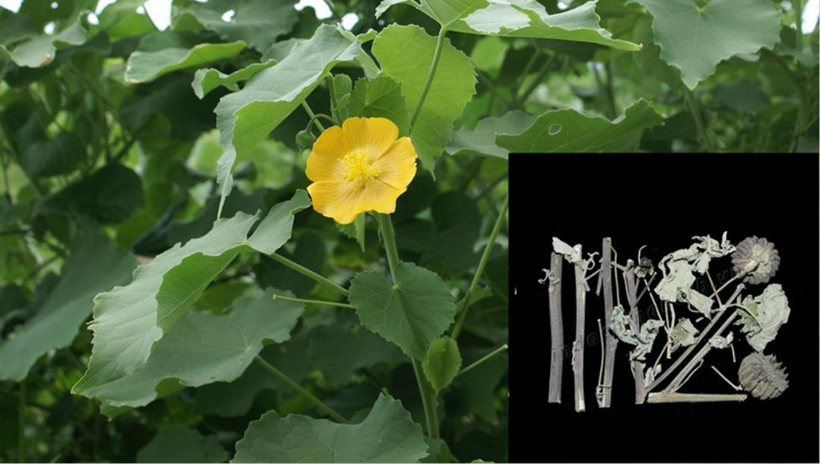 Loại cây mọc hoang tưởng vô dụng lại tốt cho sức khỏe- Ảnh 3. 1