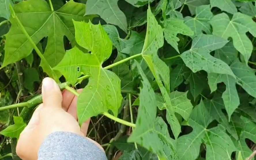 Cây rau mì chính bắt nguồn từ đâu?