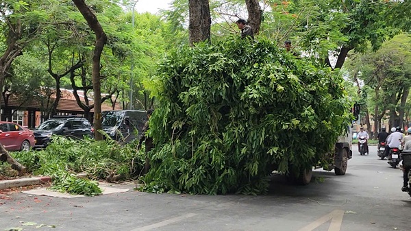 Hà Nội: Cắt sửa hơn 35.000 cây xanh trước mùa mưa bão- Ảnh 10. Hà Nội: Cắt sửa hơn 35.000 cây xanh trước mùa mưa bão- Ảnh 10.