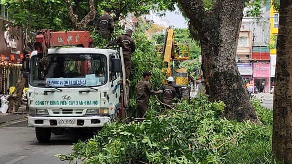 Hà Nội: Cắt sửa hơn 35.000 cây xanh trước mùa mưa bão- Ảnh 9. Hà Nội: Cắt sửa hơn 35.000 cây xanh trước mùa mưa bão- Ảnh 9.