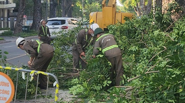 Hà Nội: Cắt sửa hơn 35.000 cây xanh trước mùa mưa bão- Ảnh 6. Hà Nội: Cắt sửa hơn 35.000 cây xanh trước mùa mưa bão- Ảnh 6.