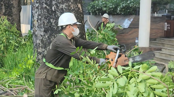 Hà Nội: Cắt sửa hơn 35.000 cây xanh trước mùa mưa bão- Ảnh 4. Hà Nội: Cắt sửa hơn 35.000 cây xanh trước mùa mưa bão- Ảnh 4.