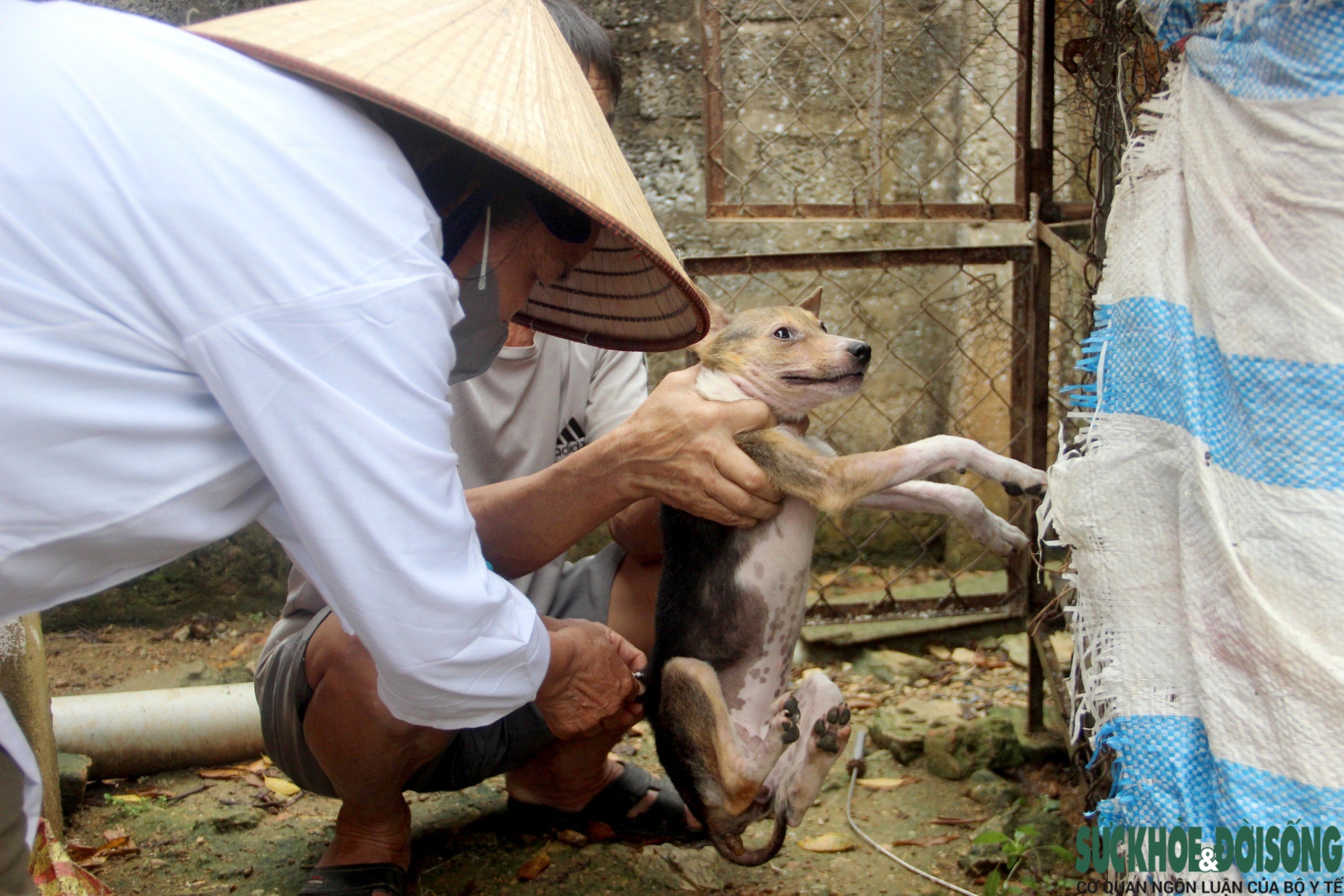 Nỗi ám ảnh mang tên chó thả rông- Ảnh 4. Nỗi ám ảnh mang tên chó thả rông- Ảnh 4.
