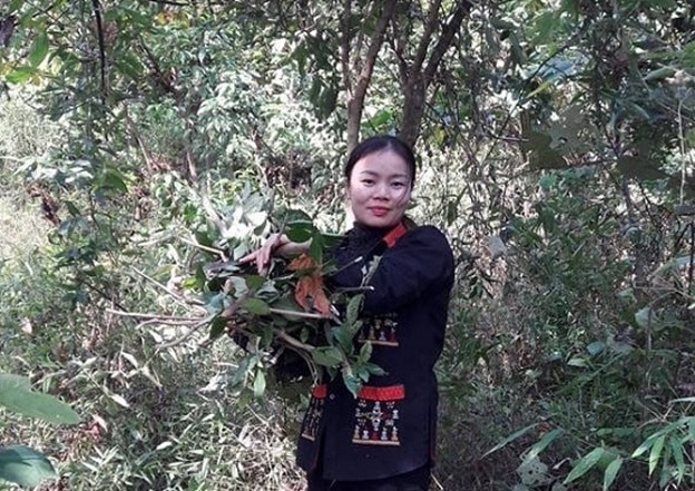 Lương y Lý Thị Mỹ Châu – Cố gắng gìn giữ bản sắc thuốc Nam của người Dao Ba Vì- Ảnh 3. Lương y Lý Thị Mỹ Châu – Cố gắng gìn giữ bản sắc thuốc Nam của người Dao Ba Vì- Ảnh 3.