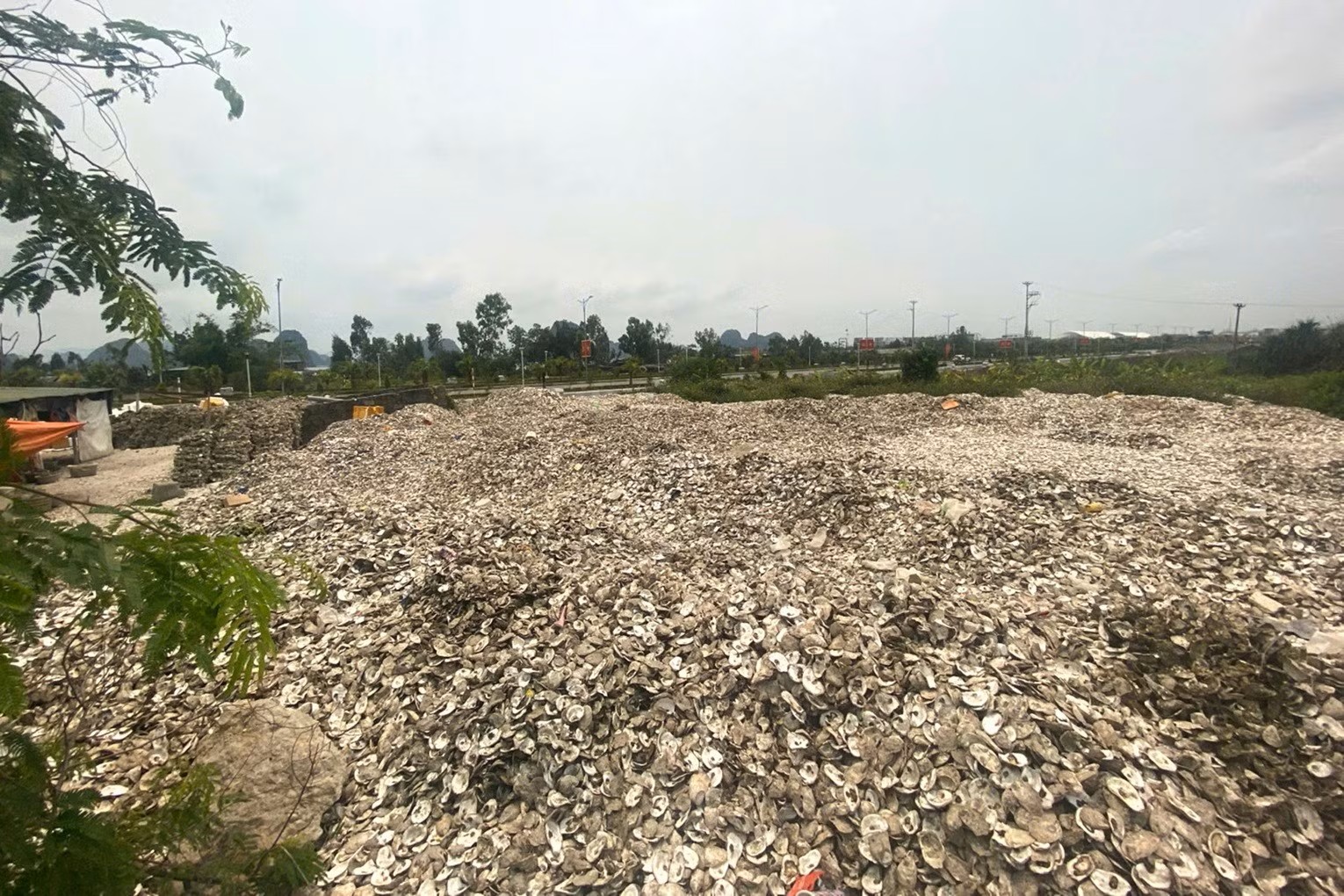 Đổ hơn 300 tấn vỏ hàu ra môi trường, chủ cơ sở bị khởi tố- Ảnh 1. Đổ hơn 300 tấn vỏ hàu ra môi trường, chủ cơ sở bị khởi tố- Ảnh 1.