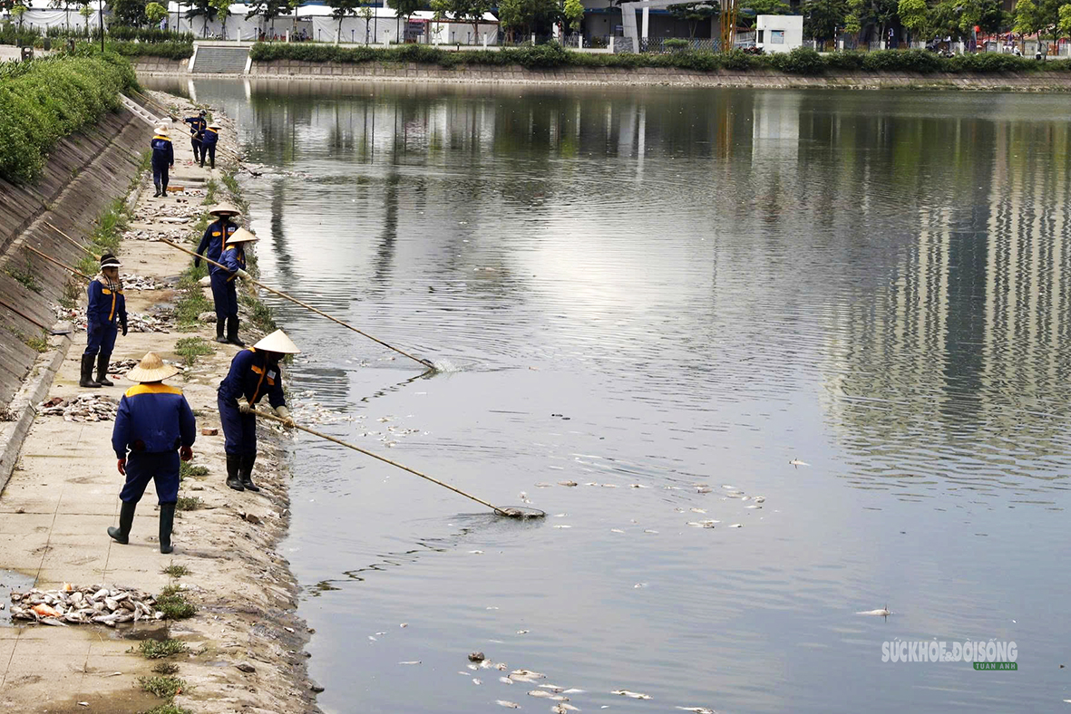 Cá chết dạt kín góc hồ điều hòa trăm tỷ ở Hà Nội- Ảnh 2. Cá chết dạt kín góc hồ điều hòa trăm tỷ ở Hà Nội- Ảnh 2.