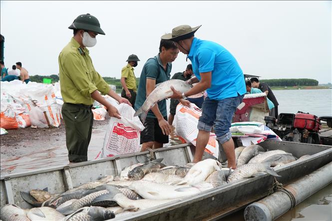 Hơn 100 tấn cá chết trên hồ Trị An- Ảnh 3.