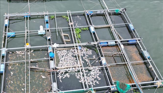 Hơn 100 tấn cá chết trên hồ Trị An- Ảnh 2.
