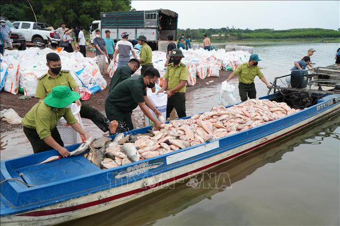 Hơn 100 tấn cá chết trên hồ Trị An- Ảnh 1.