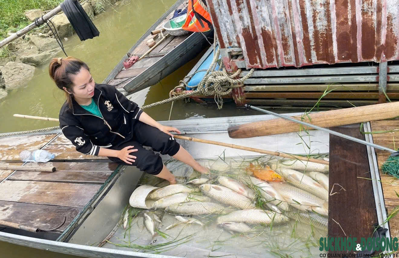 Hàng tấn cá nuôi lồng bè chết trắng trên sông Lam- Ảnh 1.