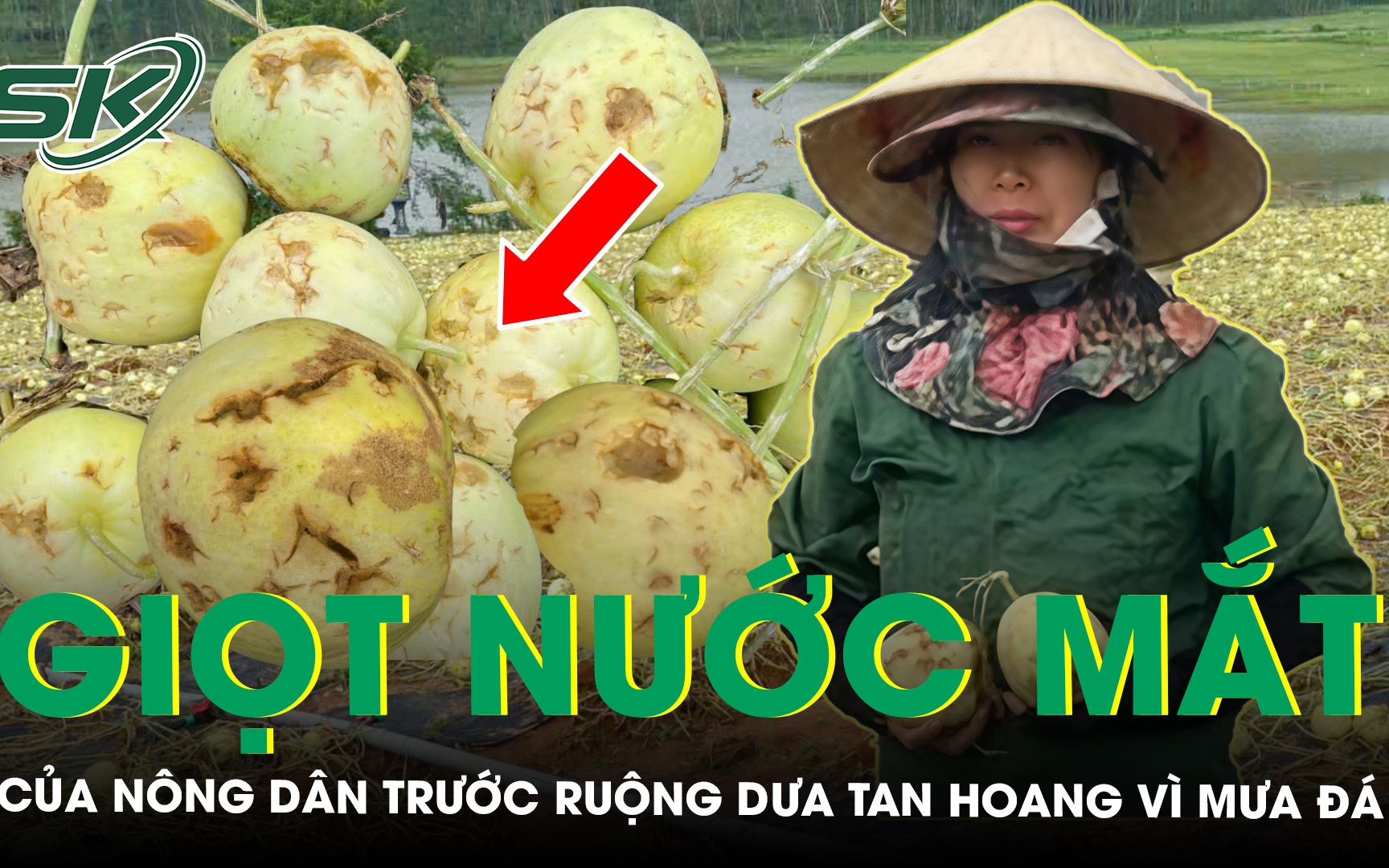 Đắng nghẹn giọt nước mắt của nông dân trước ruộng dưa tan hoang sau một đêm mưa đá