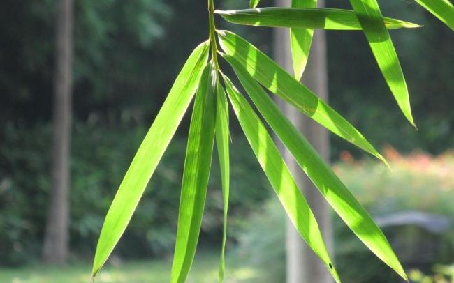 Bài thuốc chữa bệnh từ lá tre - Ảnh 2. Tác dụng chữa bệnh của lá tre