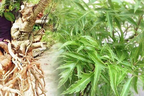 Những ai không nên uống nước đinh lăng- Ảnh 1.
