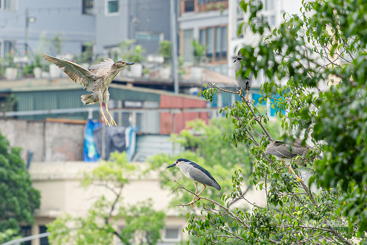 Chim hoang tạo khung cảnh yên bình giữa phố thị Hà Nội- Ảnh 10.