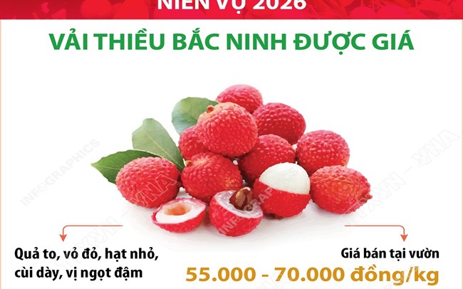 Niên vụ 2026: Vải thiều Bắc Ninh được giá