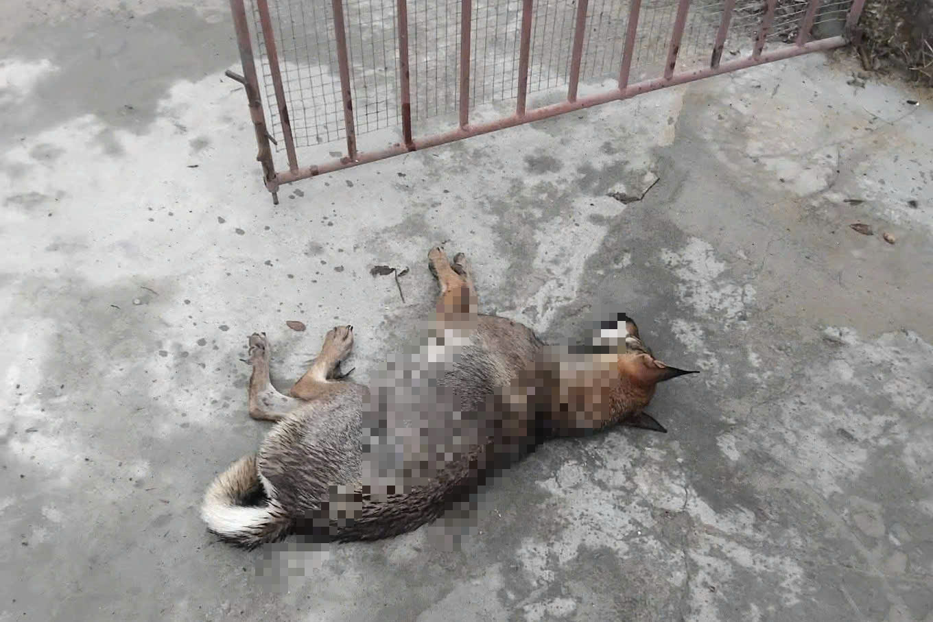 Chó nghi lên cơn dại cắn 6 người liên tiếp, một nạn nhân lộ xương- Ảnh 2.