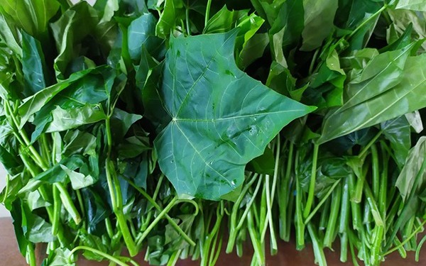 3 bài thuốc chữa bệnh từ cây xương khỉ- Ảnh 3. Cây rau mì chính có tác dụng gì?