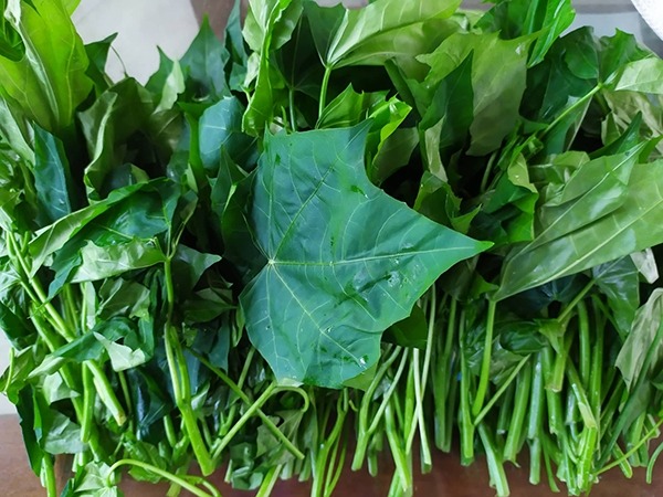 Cây rau mì chính có tác dụng gì?- Ảnh 1.