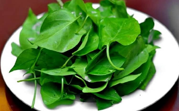 Tác dụng của cây lá đắng với sức khỏe - Ảnh 2.