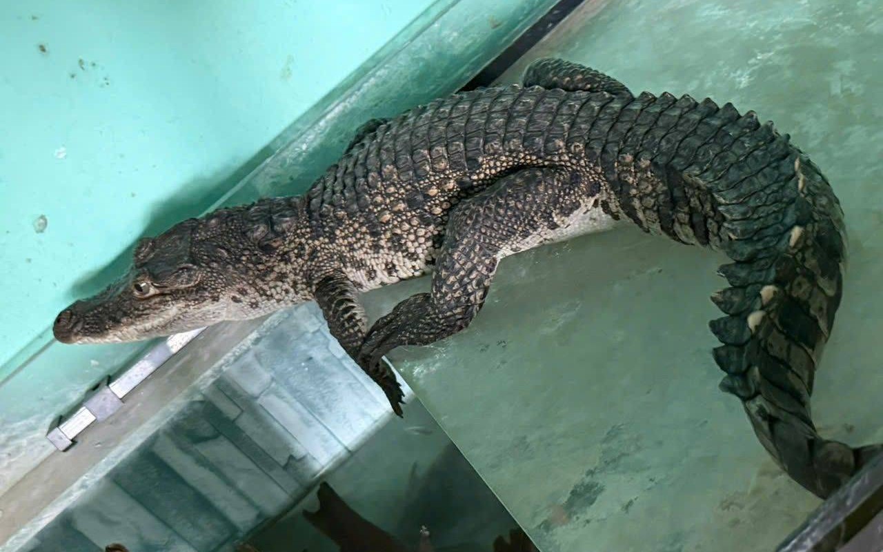 Hàng chục cá thể động vật quý hiếm được người dân ở Huế tự nguyện giao nộp- Ảnh 2. Hàng chục cá thể động vật quý hiếm được người dân ở Huế tự nguyện giao nộp- Ảnh 2.