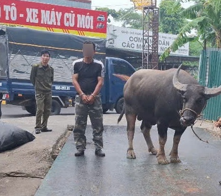 Bắt thanh niên dắt trộm 1 con trâu ba con nghé lên xe tải để trộm cắp- Ảnh 1. Bắt thanh niên dắt trộm 1 con trâu ba con nghé lên xe tải để trộm cắp- Ảnh 1.