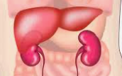 Phát hiện bệnh xơ gan qua các dấu hiệu sớm- Ảnh 2. Phát hiện bệnh xơ gan qua các dấu hiệu sớm- Ảnh 2.