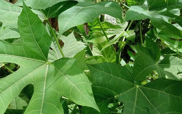 Hai bài thuốc từ cây rau mì chính- Ảnh 4. Những ai không nên ăn rau mì chính?