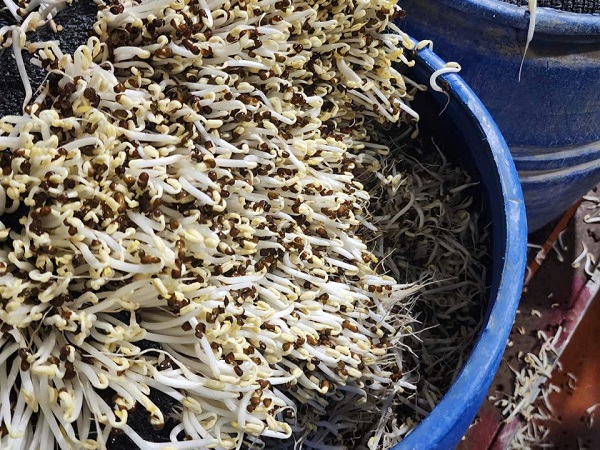Khởi tố 3 chủ cơ sở sản xuất gần 1.000 tấn giá đỗ 'ngậm' chất cấm- Ảnh 2.