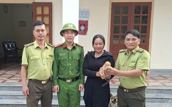 Cận cảnh voọc chà vá chân nâu quý hiếm xuất hiện trên đỉnh Bạch Mã- Ảnh 2.