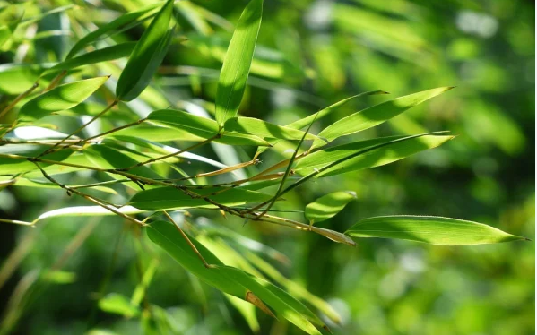 Người bệnh tăng huyết áp nên ăn tối ra sao?- Ảnh 2. Người tăng huyết áp uống nước lá tre có tốt không?